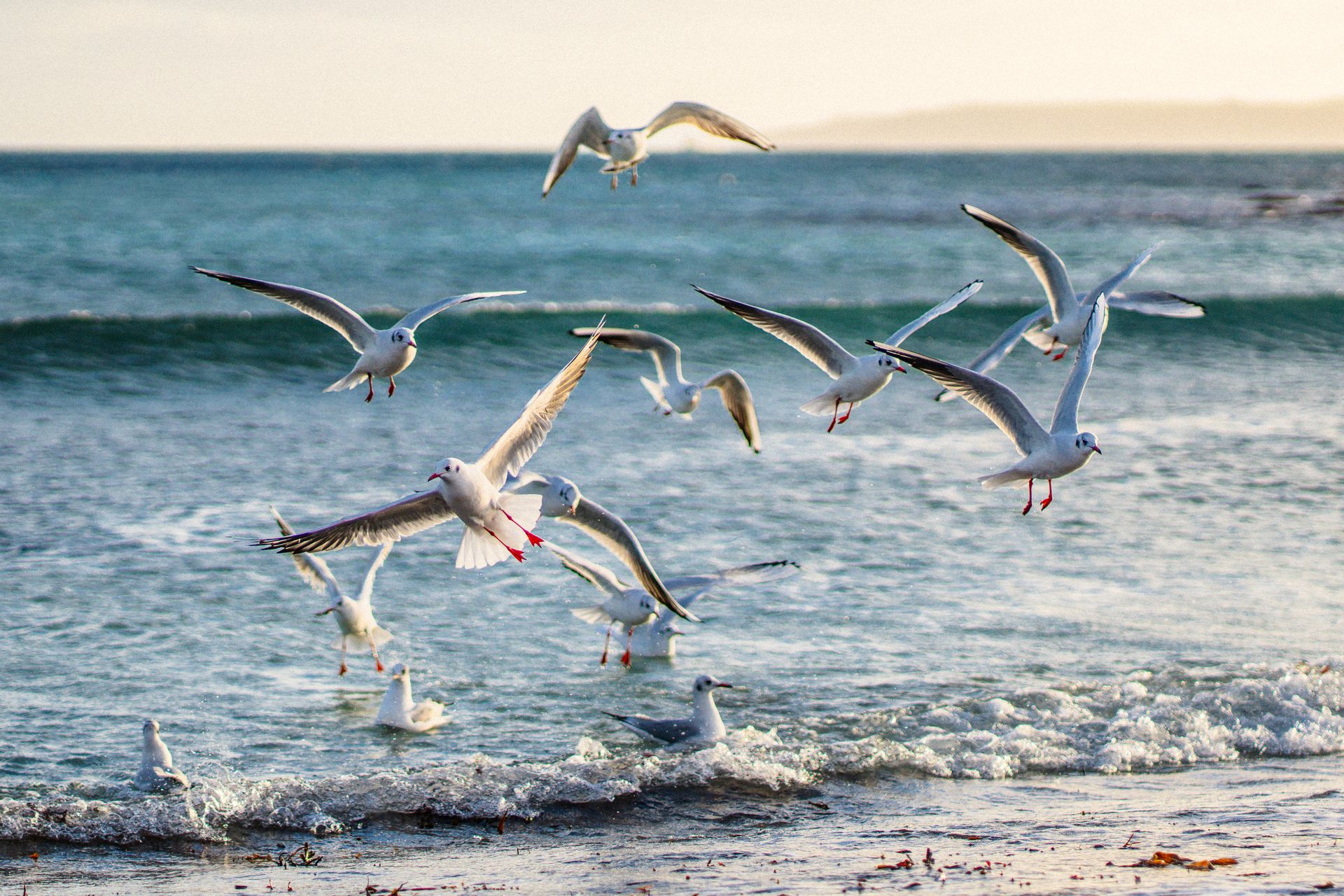Seagulls At Gylly, photography by Adam Drake Studio, Cornwall